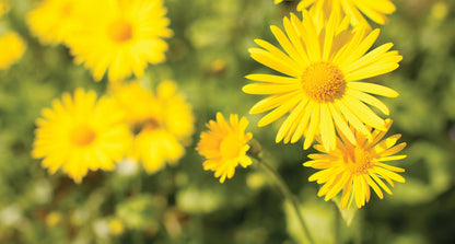 Non-GMO Spartium Yellow Bloom Seeds