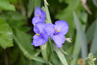 Non-GMO Tradescantia Spiderwort Seeds