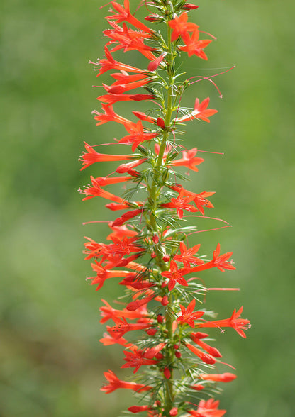 Non-GMO Standing Cypress Flower Seeds