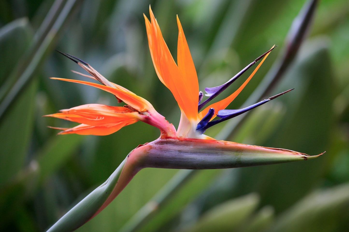 Non-GMO Strelitzia Reginae Bird of Paradise Seeds
