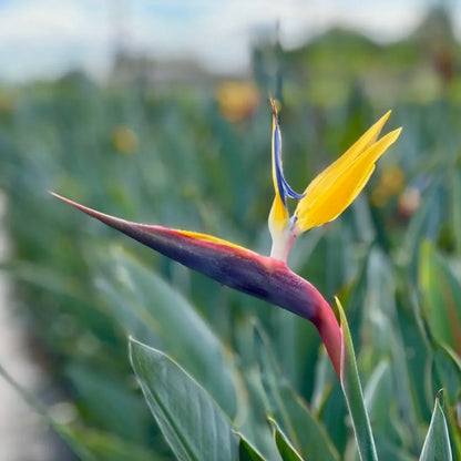 Non-GMO Rainbow Strelitzia Seeds for Planting