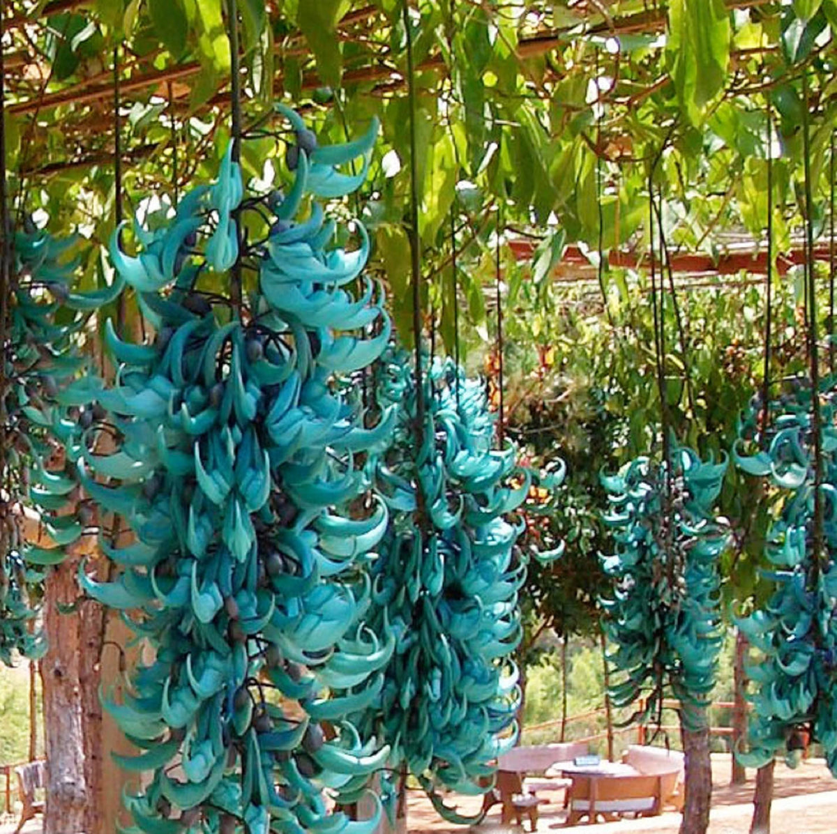 Non-GMO Strongylodon Macrobotrys Seeds for Gardening