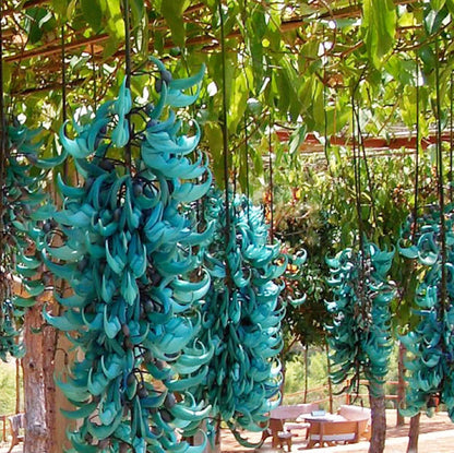 Non-GMO Strongylodon Macrobotrys Seeds for Gardening