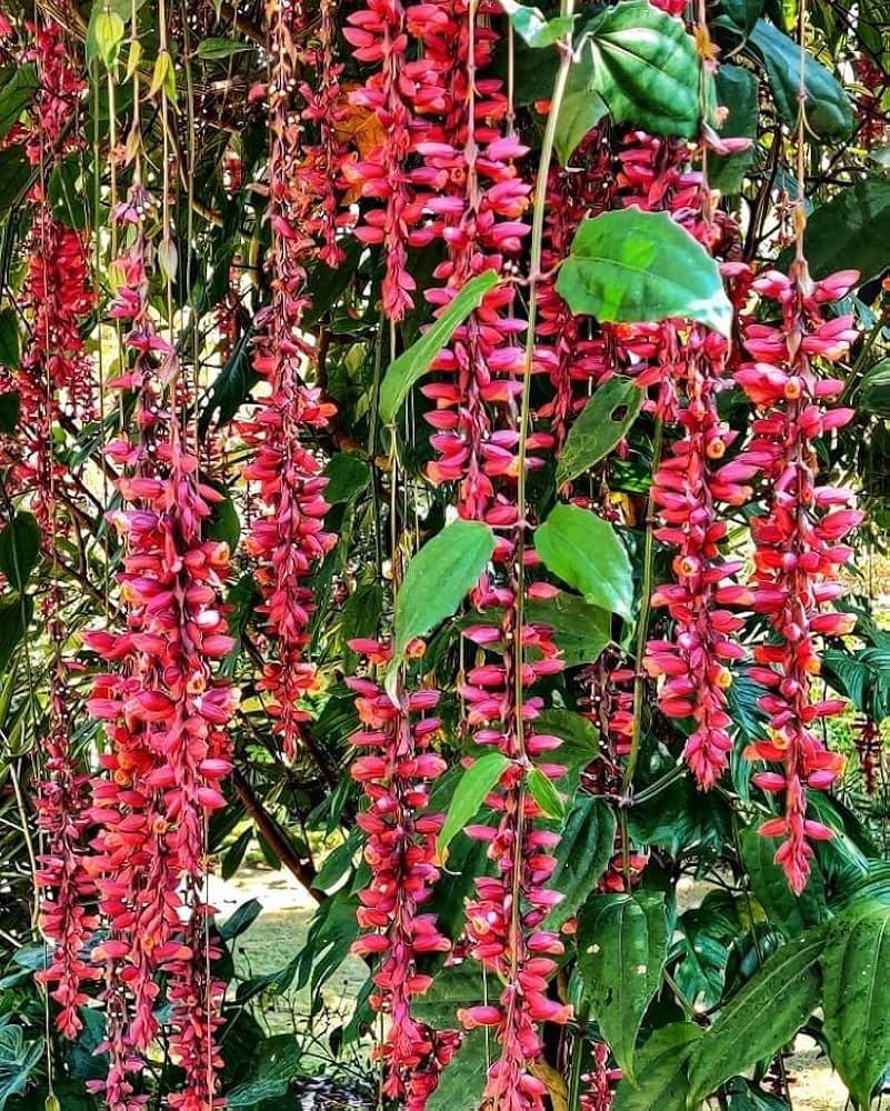 Non-GMO Thunbergia Coccinea Flower Seeds