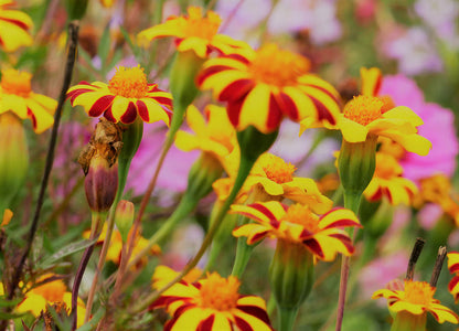 Non-GMO Thunbergia Coccinea Flower Seeds