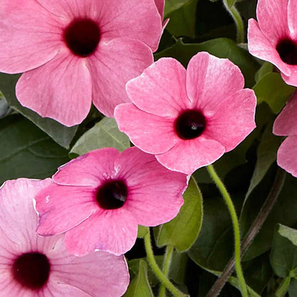 Non-GMO Thunbergia Flower Seeds for Vibrant Planting