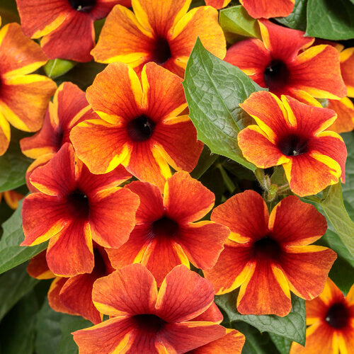 Non-GMO Thunbergia Seeds for Home Gardening
