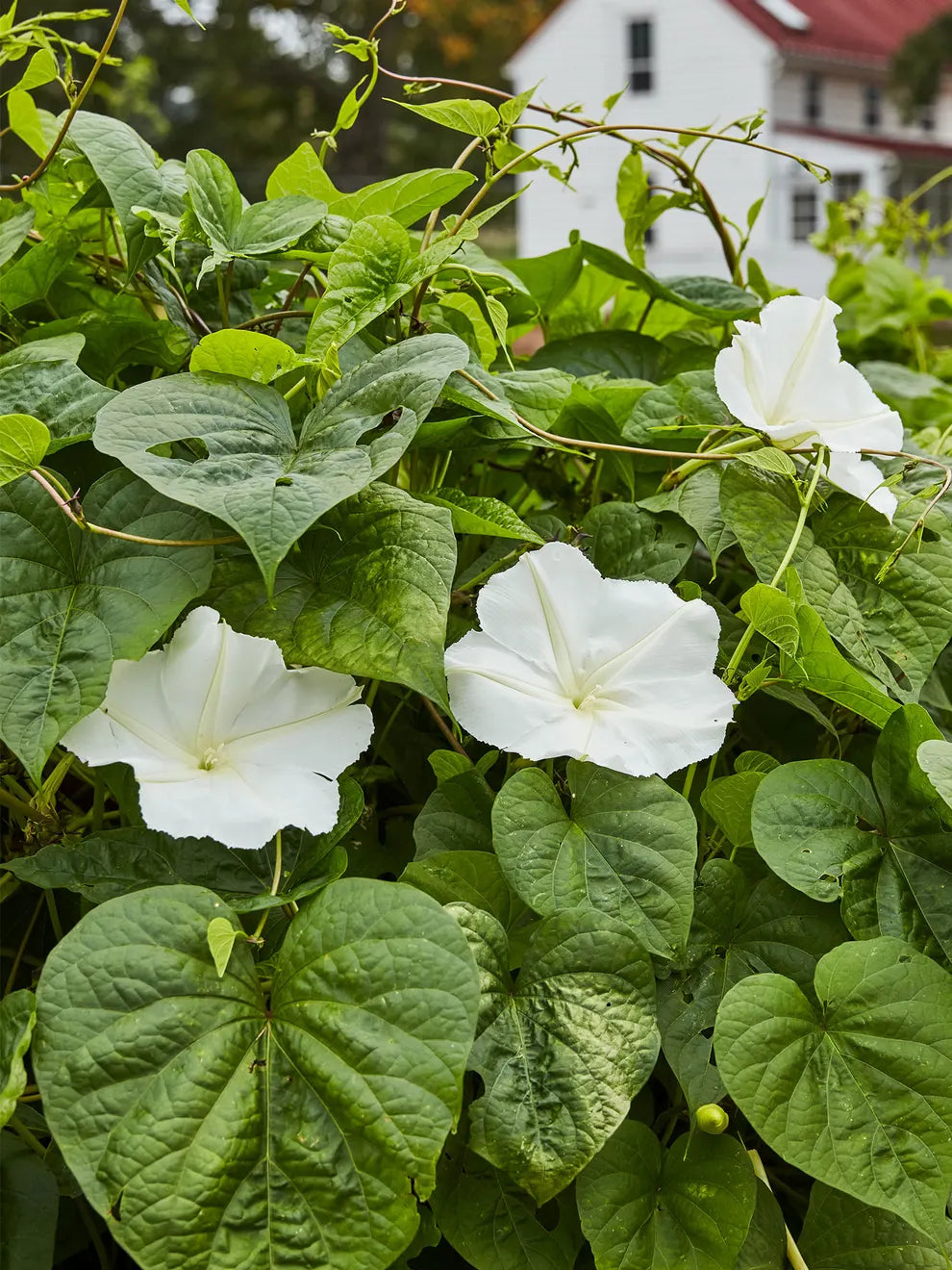 Non-GMO Twinkle Star Flower Seeds