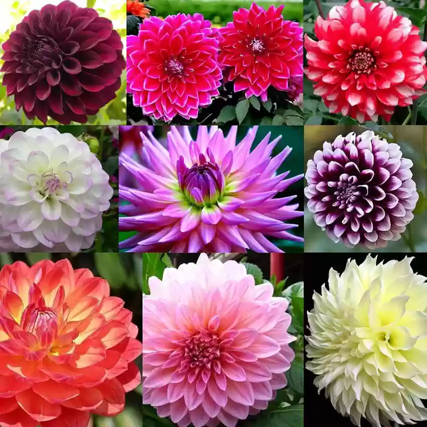 Non-GMO Two-Color Dahlia Seeds for Gardening