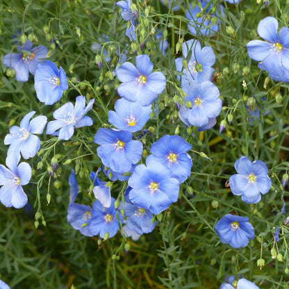 Non-GMO Usitatissimum Seeds for Home Gardening