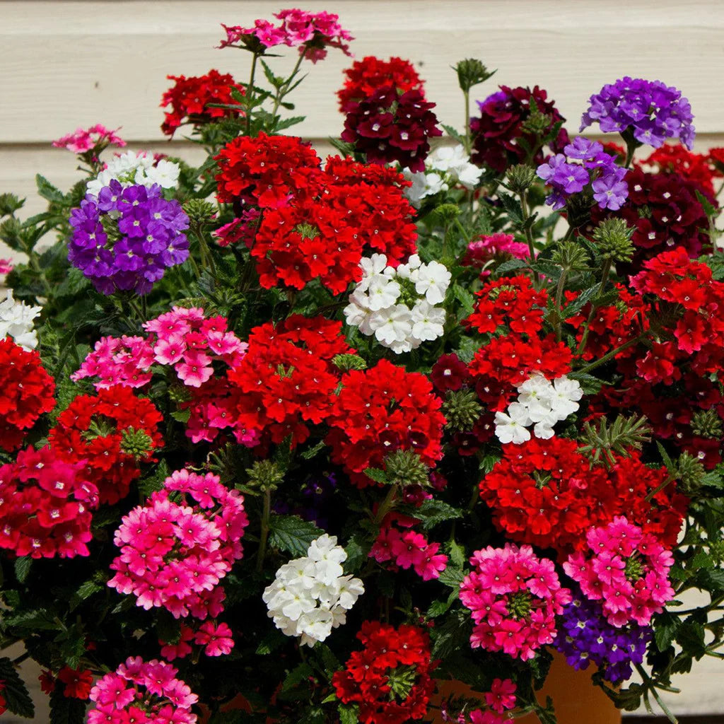Premium Non-GMO Verbena Flower Seeds