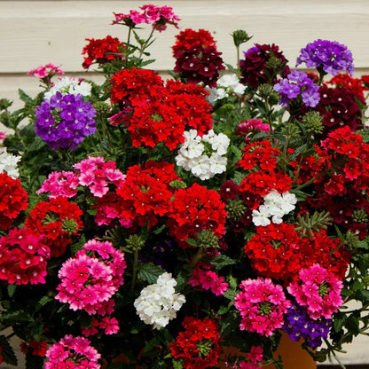 Premium Non-GMO Verbena Flower Seeds