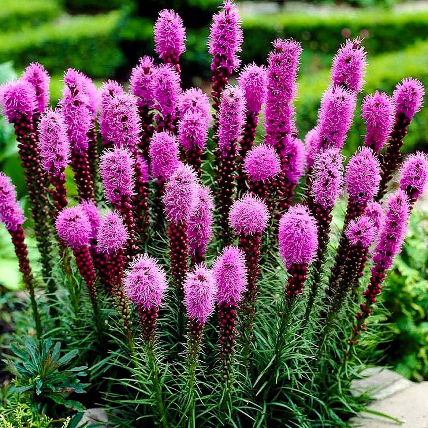 Non-GMO Violet Gayfeather Flower Seeds for Outdoor Planting