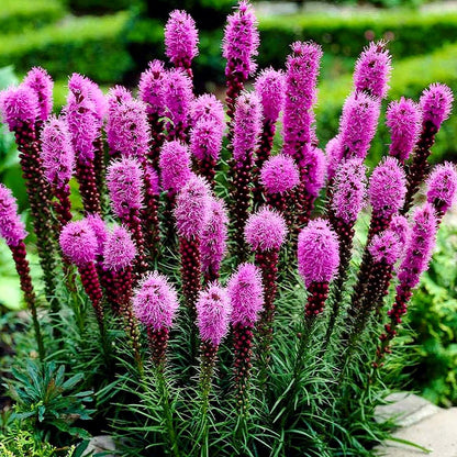 Non-GMO Violet Gayfeather Flower Seeds for Outdoor Planting