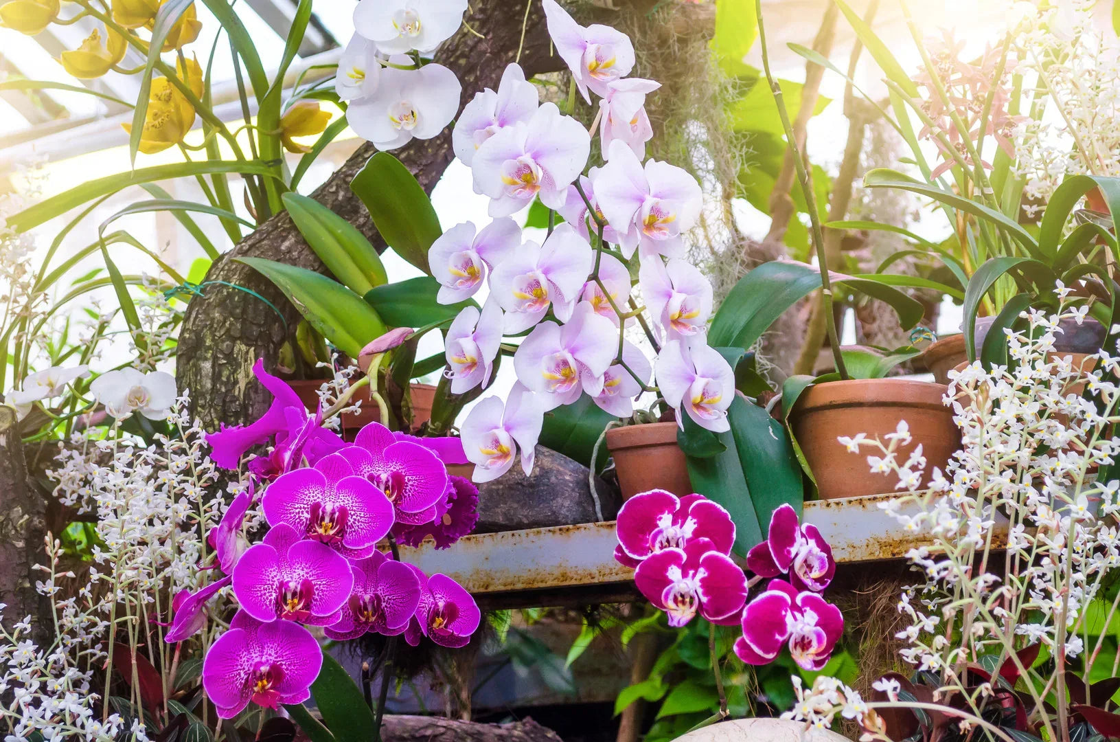 Non-GMO Violet Orchid Seeds for Easy Planting