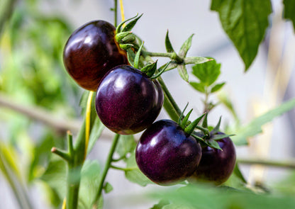 Non GMO violet tomato seeds