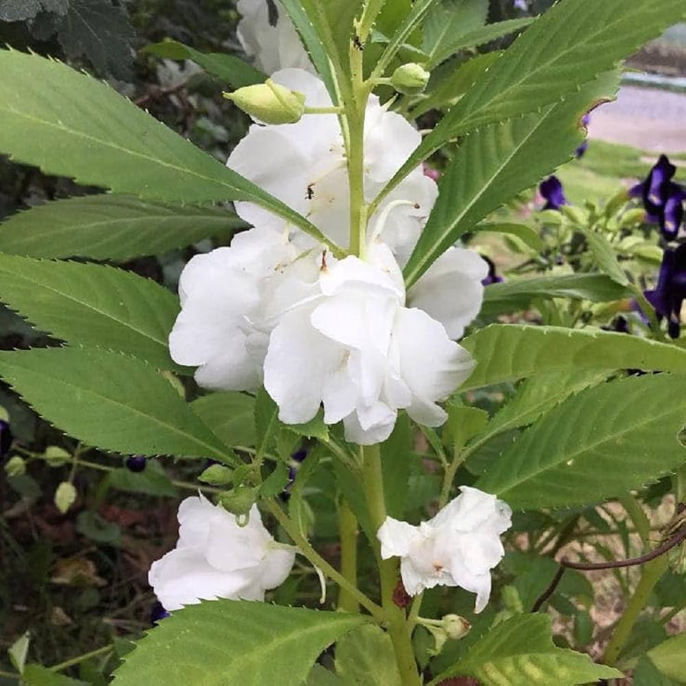 Non-GMO White Balsam Seeds for Gardening