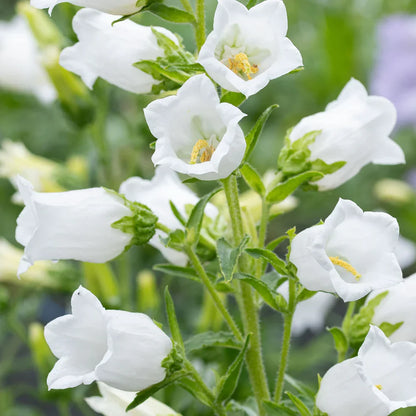 Non-GMO White Canterbury Bells Seeds for Gardening