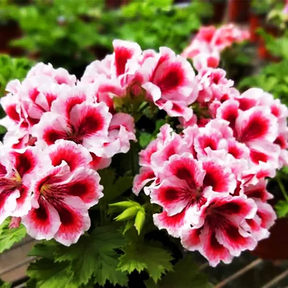 Non-GMO White Geranium Seeds for Home and Garden Planting