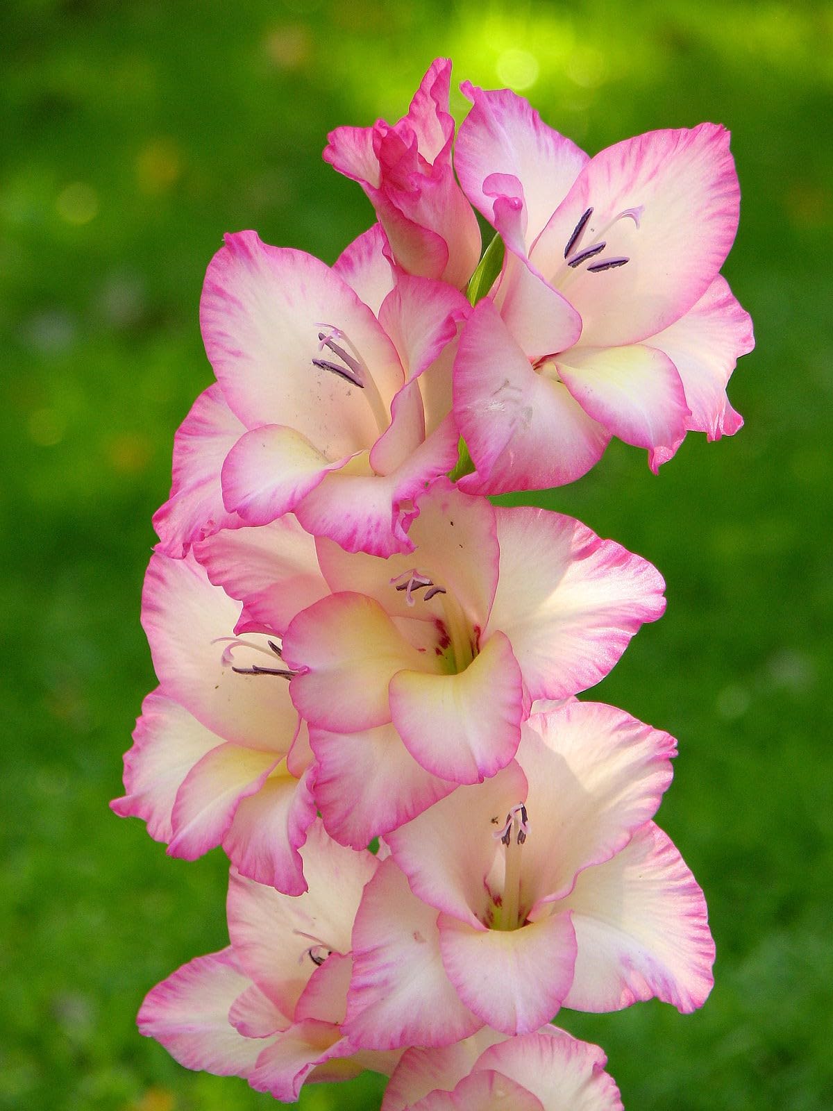 Premium Non-GMO White & Pink Gladiolus Seeds