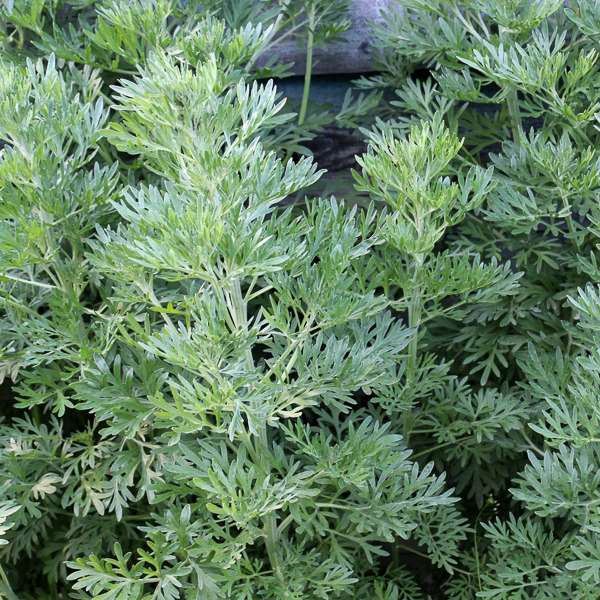 Non-GMO Wormwood seeds ideal for xeriscape and dry gardens