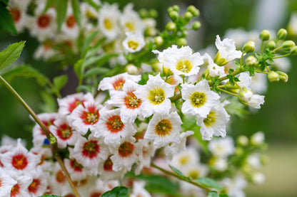 Non-GMO Xanthoceras Sorbifolium Seeds