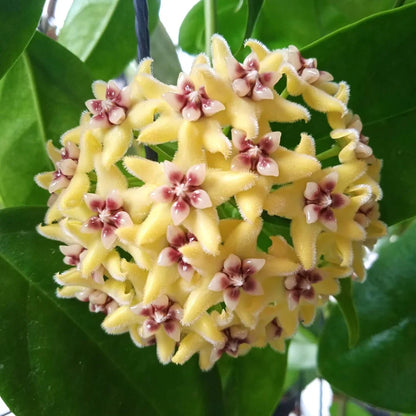 Non-GMO Yellow Carnosa Flower Seeds