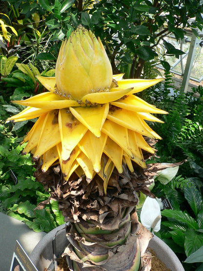 Non-GMO Yellow Lasiocarpa Seeds for Tropical Planting