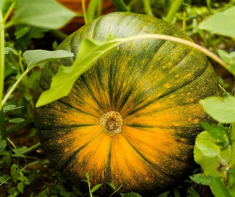 Non GMO yellow pumpkin seeds