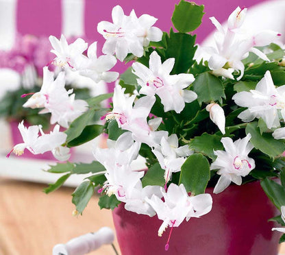 Non-GMO Yellow Schlumbergera Seeds