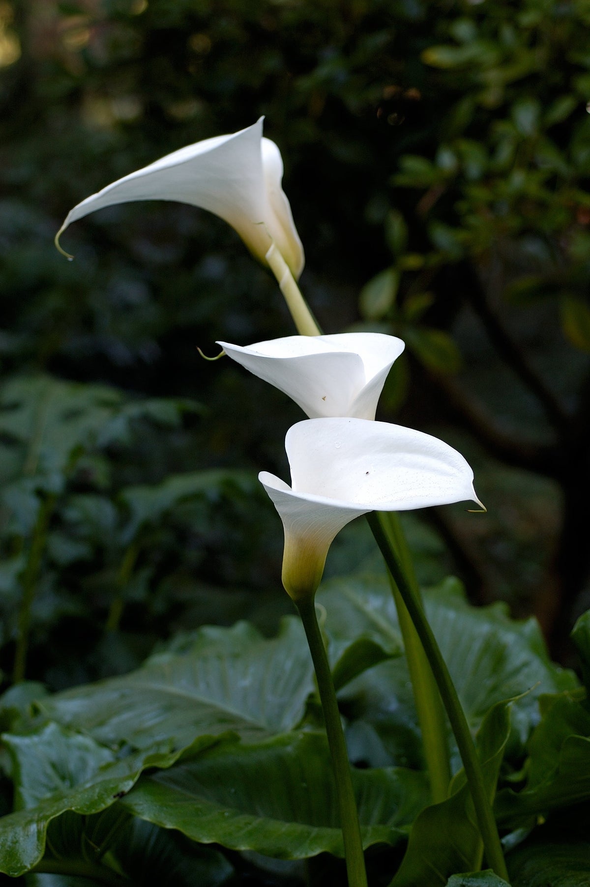 Non-GMO Zantedeschia Aethiopica Seeds
