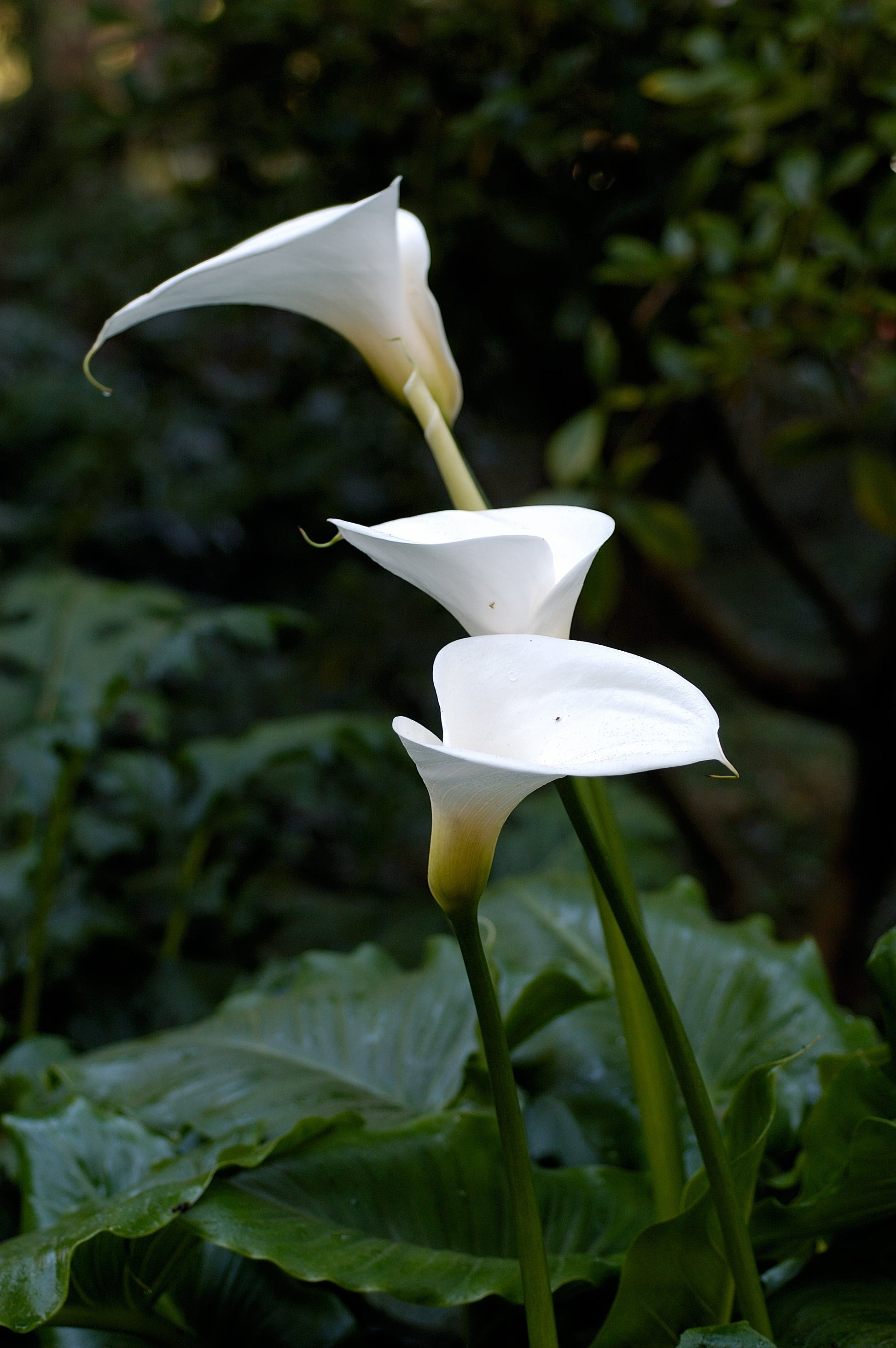 Non-GMO Zantedeschia Aethiopica Seeds