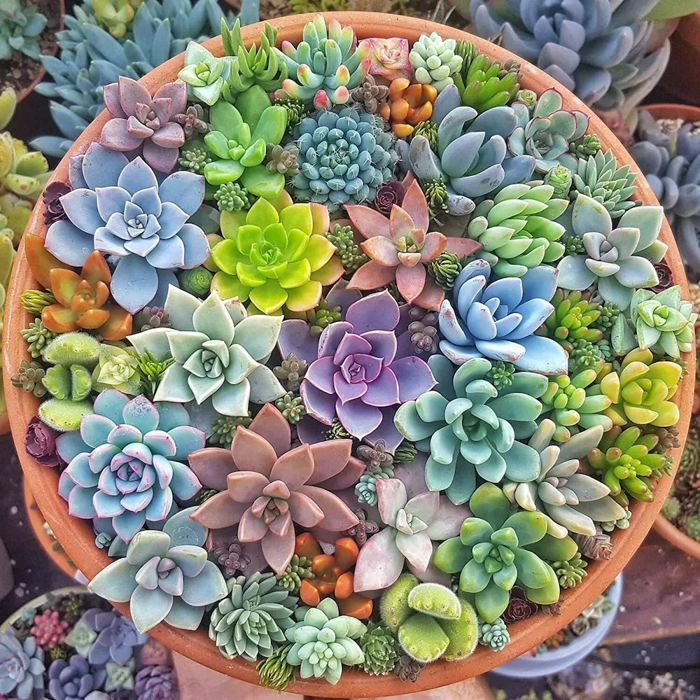 Premium Yellow Red Echeveria Flower seeds for Planting Colorful Display, Heirloom & GMO Free Seeds for Home Garden seeds