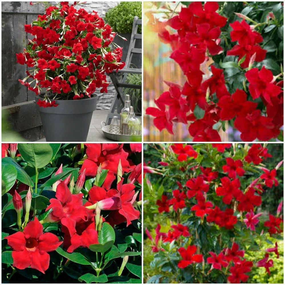 Mandevilla Flower seeds for Planting - Wildflower Mix, Heirloom & GMO Free Seeds for Home Garden