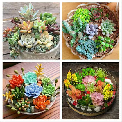 Premium Mixed Schoenlandii Cerei Flower seeds for Planting Vibrant Colors, Heirloom & GMO Free Seeds for Home Garden seeds