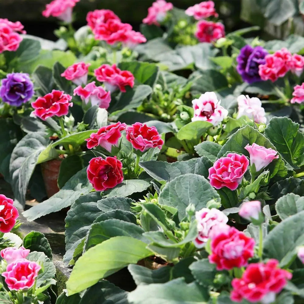 High quality Multi Color Gloxinia Flower seeds for Planting Cut Flower Favorite, Heirloom & GMO Free Seeds for Home Garden seeds pack
