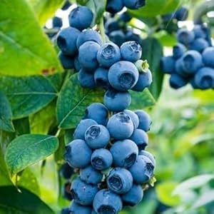 Northern Blueberry Seeds – Vaccinium angustifolium Hardy Fruit Plant