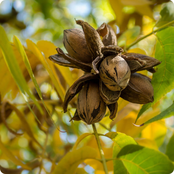 Northern pecan seeds Carya illinoinensis hardy nut tree with green leaves