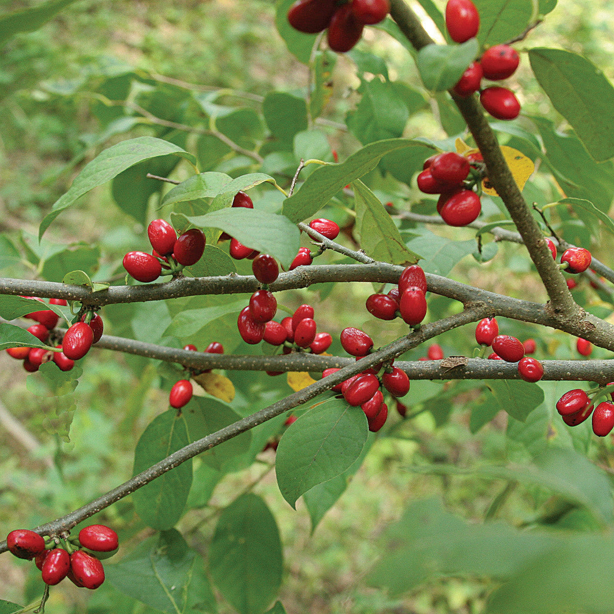Northern Spicebush Seeds – Lindera benzoin Non-GMO Native Plant