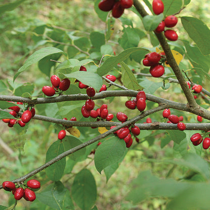 Northern Spicebush Seeds – Lindera benzoin Non-GMO Native Plant