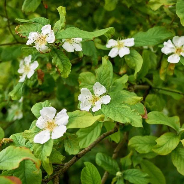 Brown Mespilus Germanica Flower seeds for Planting Compact Growth, Heirloom & GMO Free Seeds for Home Garden vegetable and garden seeds