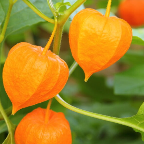 Tart Ground Cherry Seeds for Planting | Sweet & Tangy Berries - Evergrowseeds