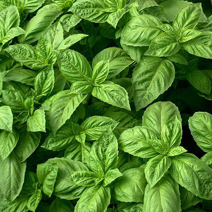 Nufar Basil white flower spikes attracting pollinators