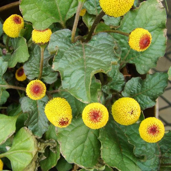 High quality Yellow Red Spilanthes Acmella Flower seeds for Planting Sun Loving, Heirloom & GMO Free Seeds for Home Garden seeds pack
