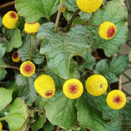High quality Acmella Oleracea Flower seeds for Planting Cut Flower Favorite, Heirloom & GMO Free Seeds for Home Garden seeds pack