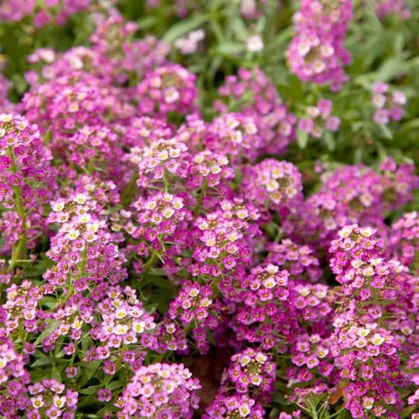 High quality Pink Lobularia Flower seeds for Planting Fragrant Blossoms, Heirloom & GMO Free Seeds for Home Garden seeds pack