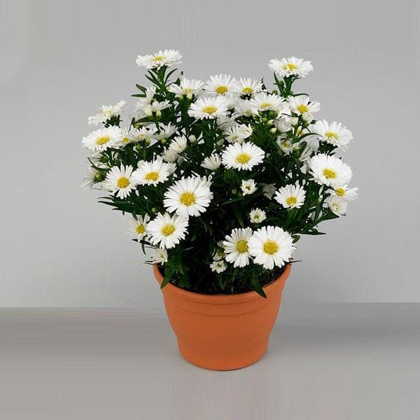 Aster Flower Flower seeds for Planting Vibrant Colors Heirloom & GMO Free Seeds for Home Garden