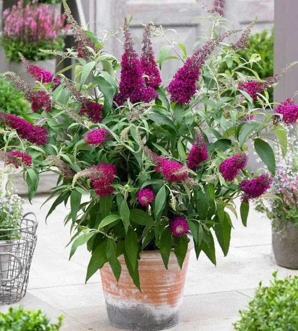Buddleia Davidii Flower seeds for Planting Sun Loving Heirloom & GMO Free Seeds for Home Garden