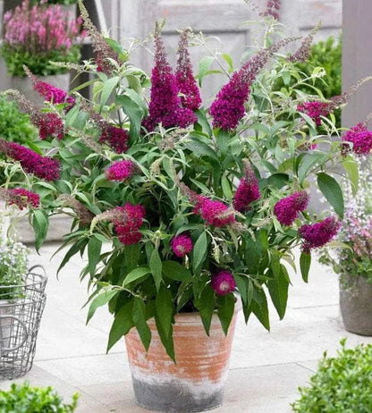 Buddleia Davidii Flower seeds for Planting Sun Loving Heirloom & GMO Free Seeds for Home Garden
