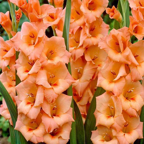 Gladiolus Flower seeds for Planting Pollinator Friendly Heirloom & GMO Free Seeds for Home Garden